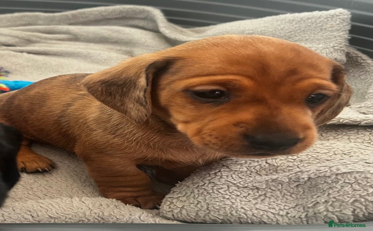 Miniature Dachshund dogs - Advert 11