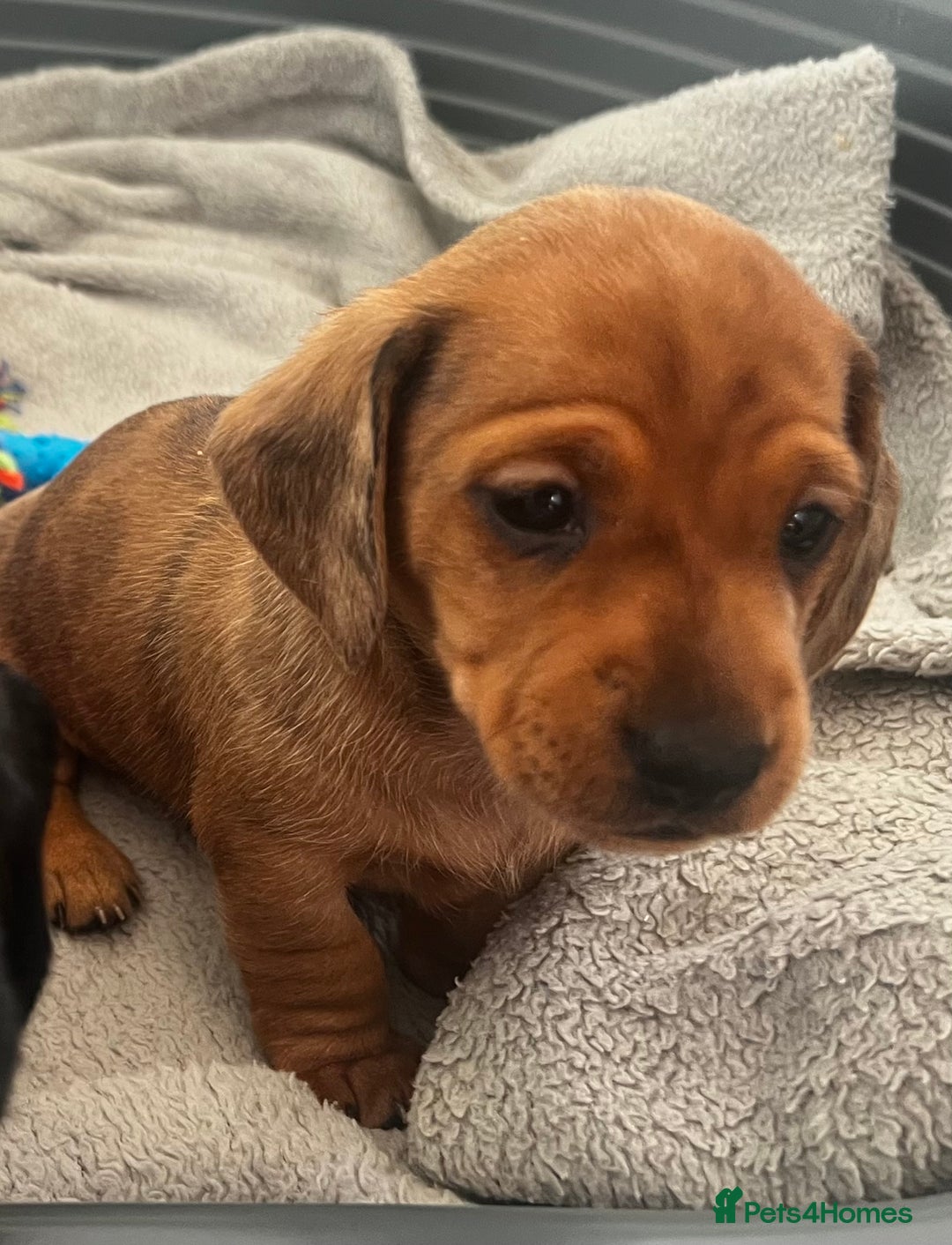 Miniature Dachshund dogs for sale: kc reg miniature smooth Dachshund 1 girl 1 boy - Image 9