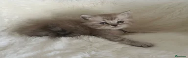 RagaMuffin 1