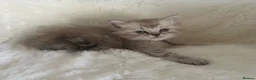 RagaMuffin cats for sale: Purebred RagaMuffin Kittens  - Advert 8