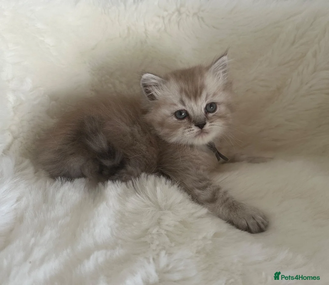 RagaMuffin cats for sale: Purebred RagaMuffin Kittens  - Advert 8