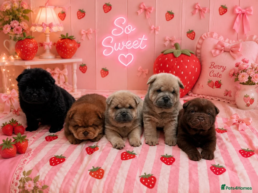 Chow Chow dogs for sale: Chow chow puppies  in Redhill - Advert 1
