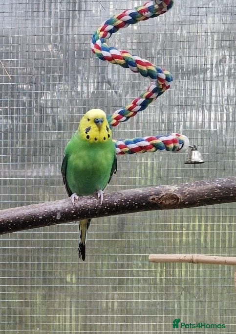 Budgerigars birds 2 budgies for sale  - Advert 1