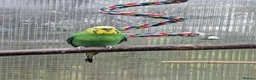 Budgerigars birds for sale: 2 budgies for sale  - Advert 1