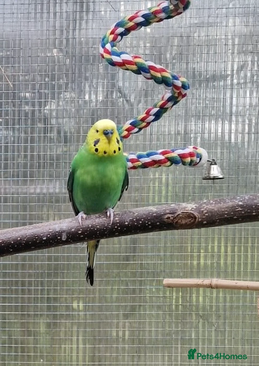 Budgerigars birds for sale: 2 budgies for sale  - Advert 1