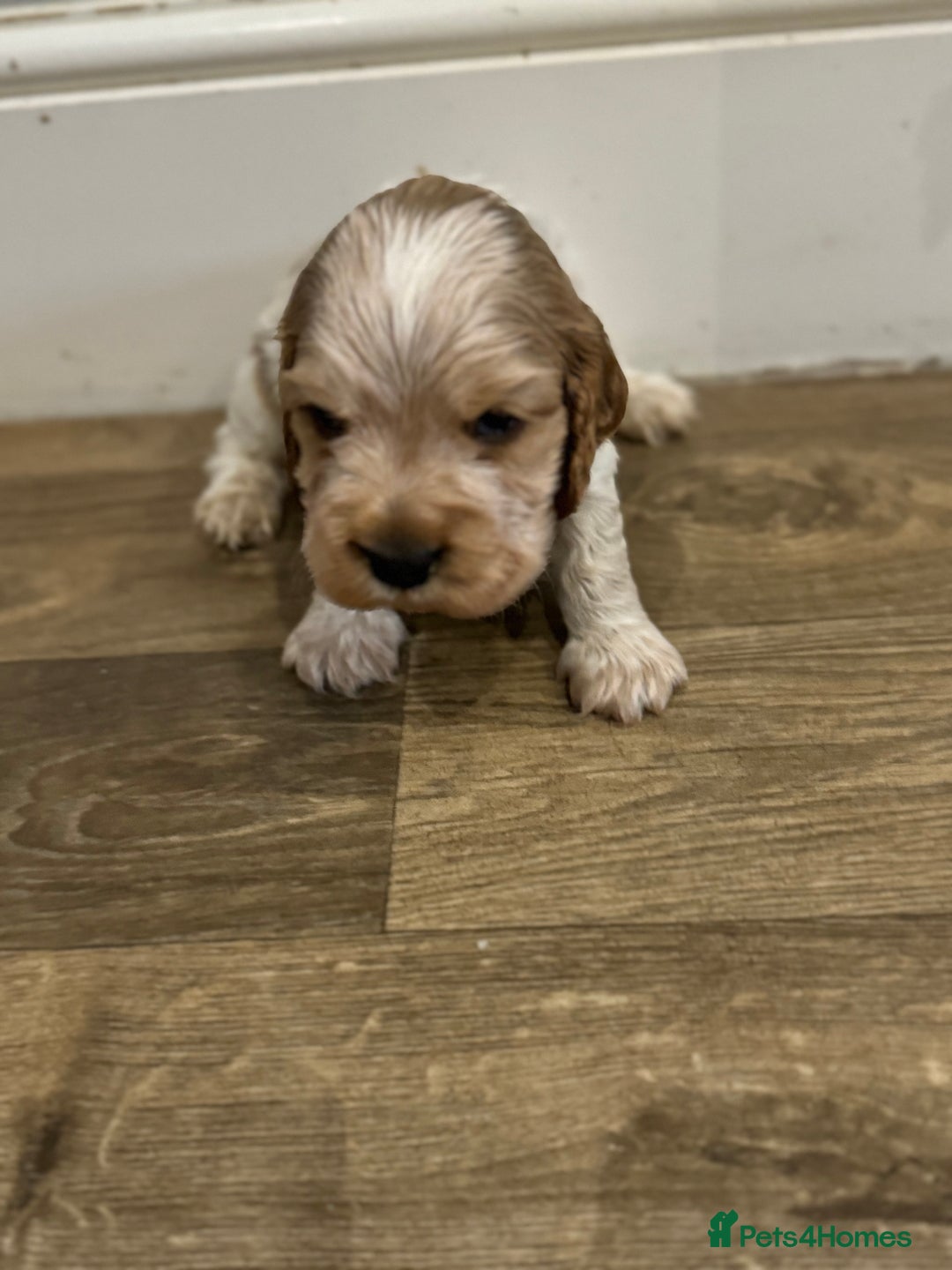 Cocker Spaniel dogs for sale: Exceptional litter of Show Type Cocker Spaniels - Advert 15