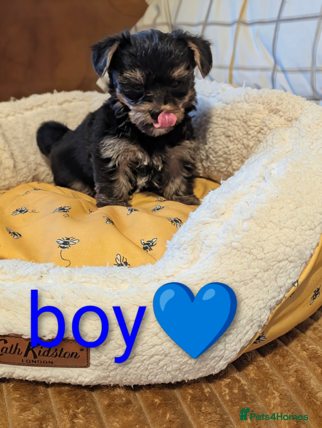 Yorkshire Terrier dogs for sale: Adorable Yorkshire terrier puppy available  - Advert 24