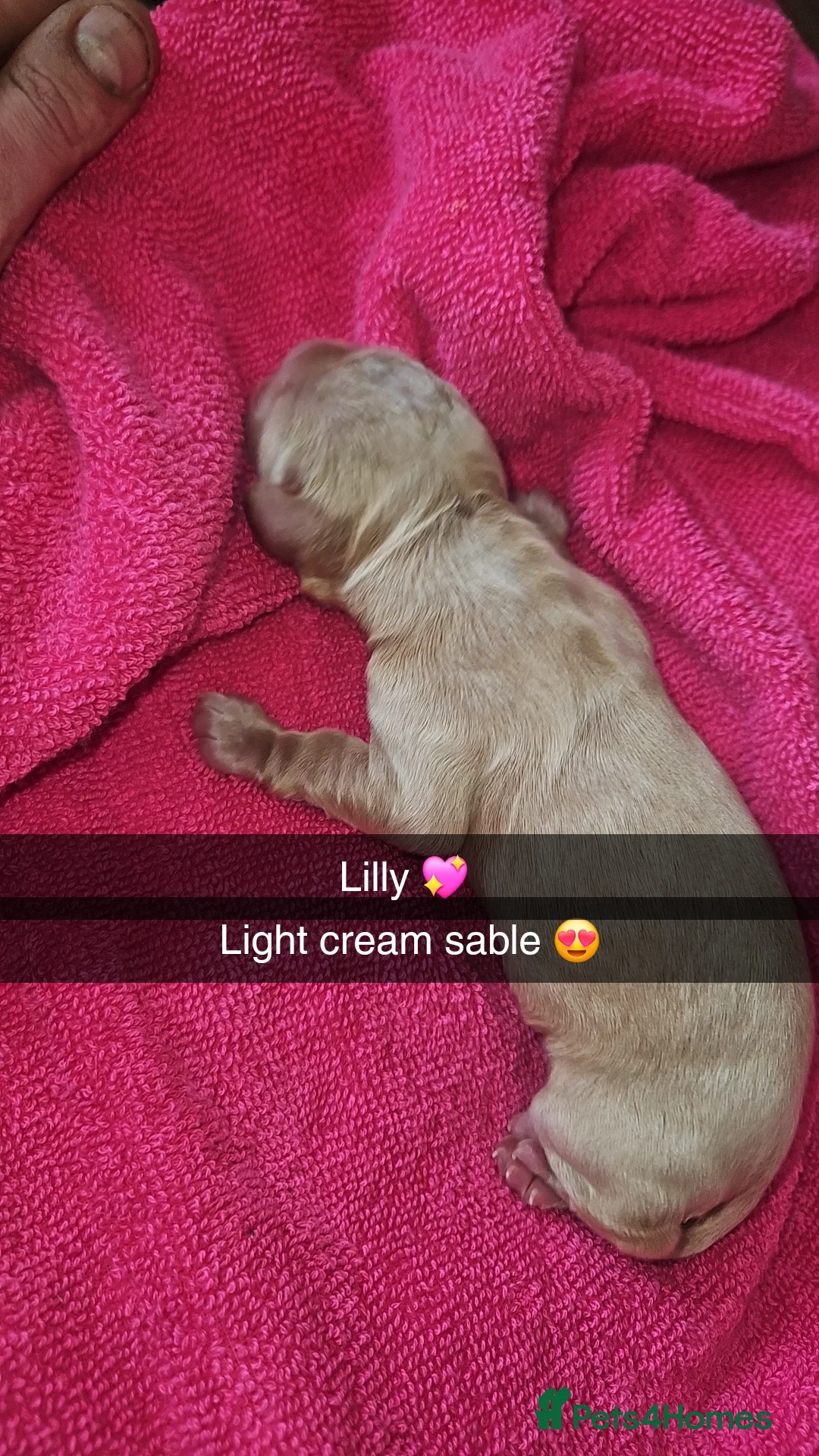 Cocker Spaniel dogs for sale: Unbelievable show type cocker spaniel babies  - Advert 2