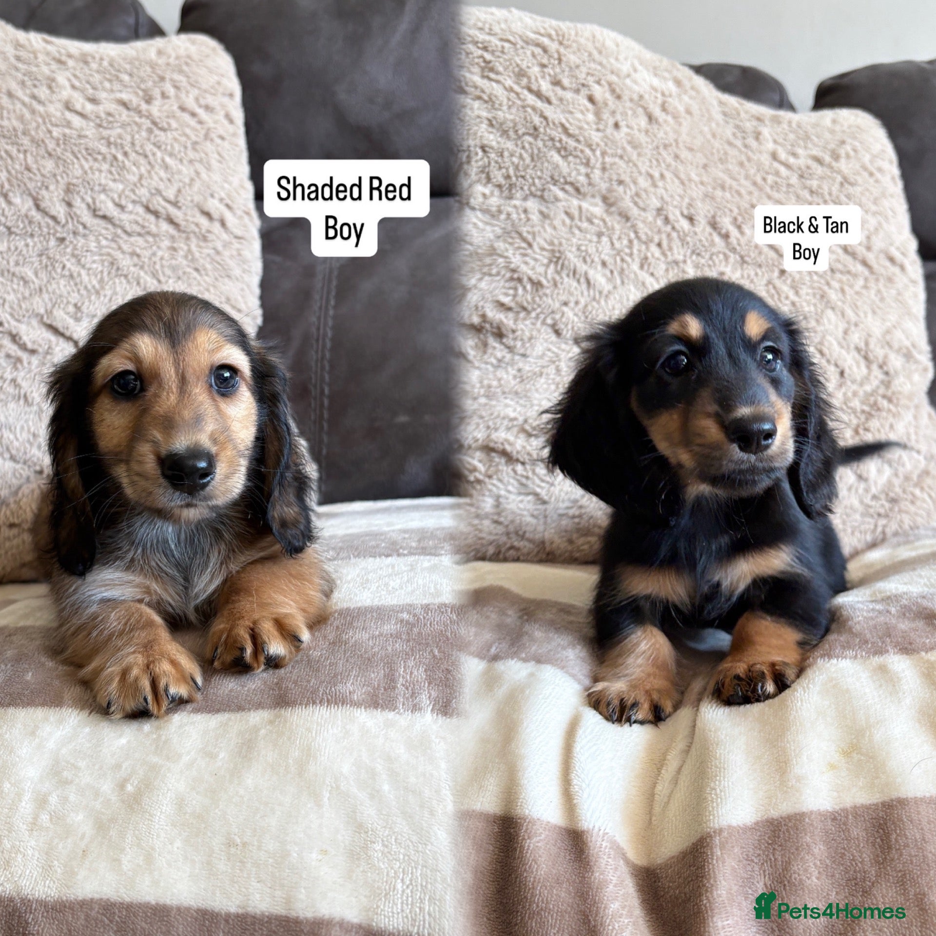 Miniature Dachshund dogs     Exceptional KC Long Haired Mini Dachshunds🤍 - Advert 1