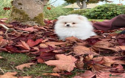 Pomeranian dogs for sale: ** Pomeranian/700g-11 week Champion EU Bloodline  - Image 10