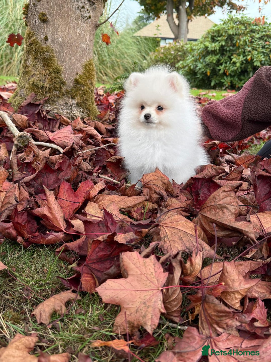 Pomeranian dogs for sale: ** Pomeranian/700g-11 week Champion EU Bloodline  - Image 10