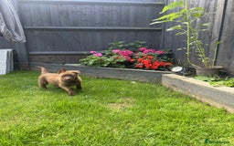 German Shepherd dogs for sale: German shepherd puppies  - Image 3