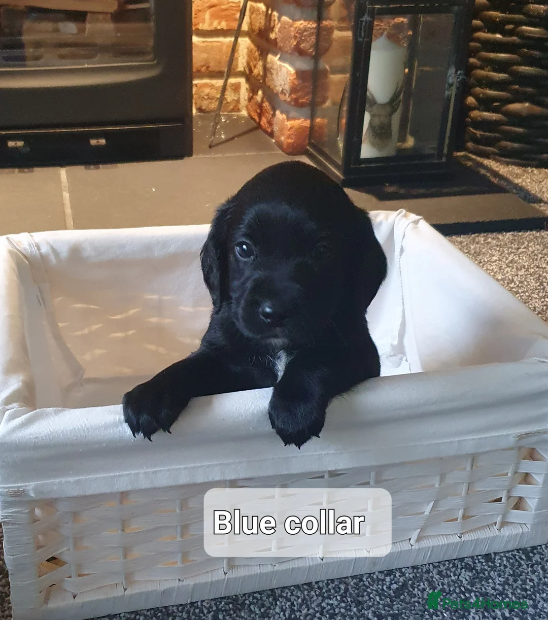Cockerdor dogs for sale: COCKERDOR  PUPPIES - Advert 13
