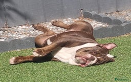 English Bulldog dogs for sale: Female English Bulldog For Sale  - Advert 6