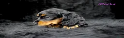 Miniature Dachshund dogs for sale: 🌟Dapple & Black Tan PRA Clear KC reg – June 26🌟 - Advert 9