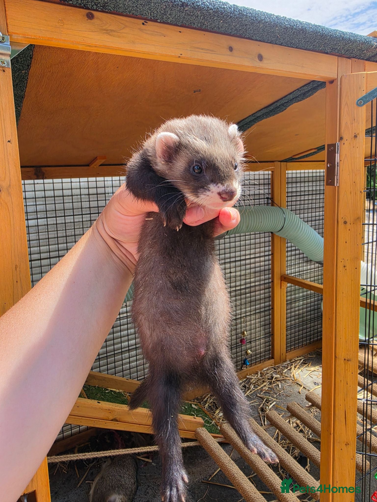 Ferret rodents Ferret kits - Advert 1
