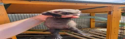 Ferret rodents for sale: Ferret kits - Advert 1