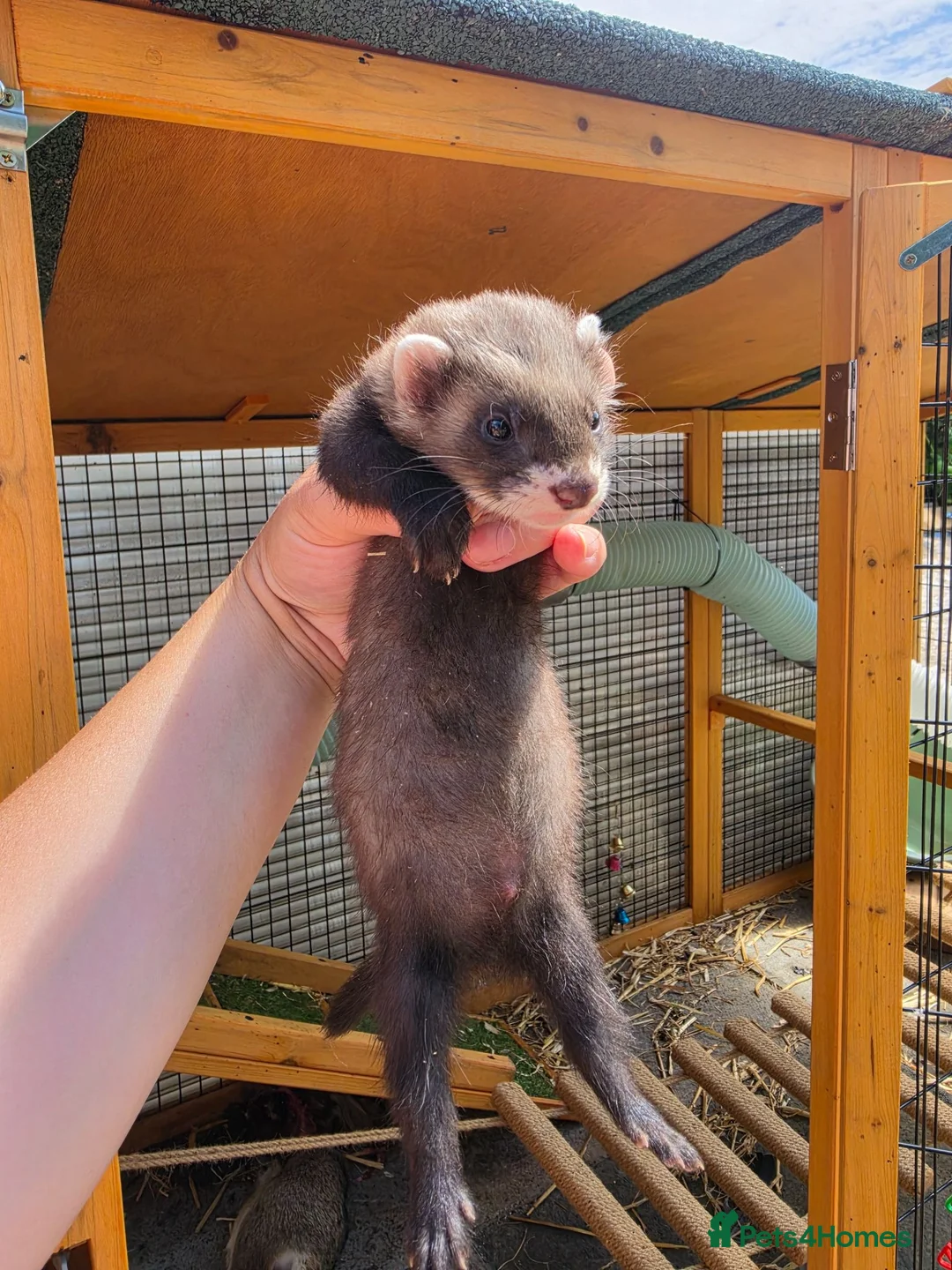 Ferret rodents for sale: Ferret kits - Advert 1