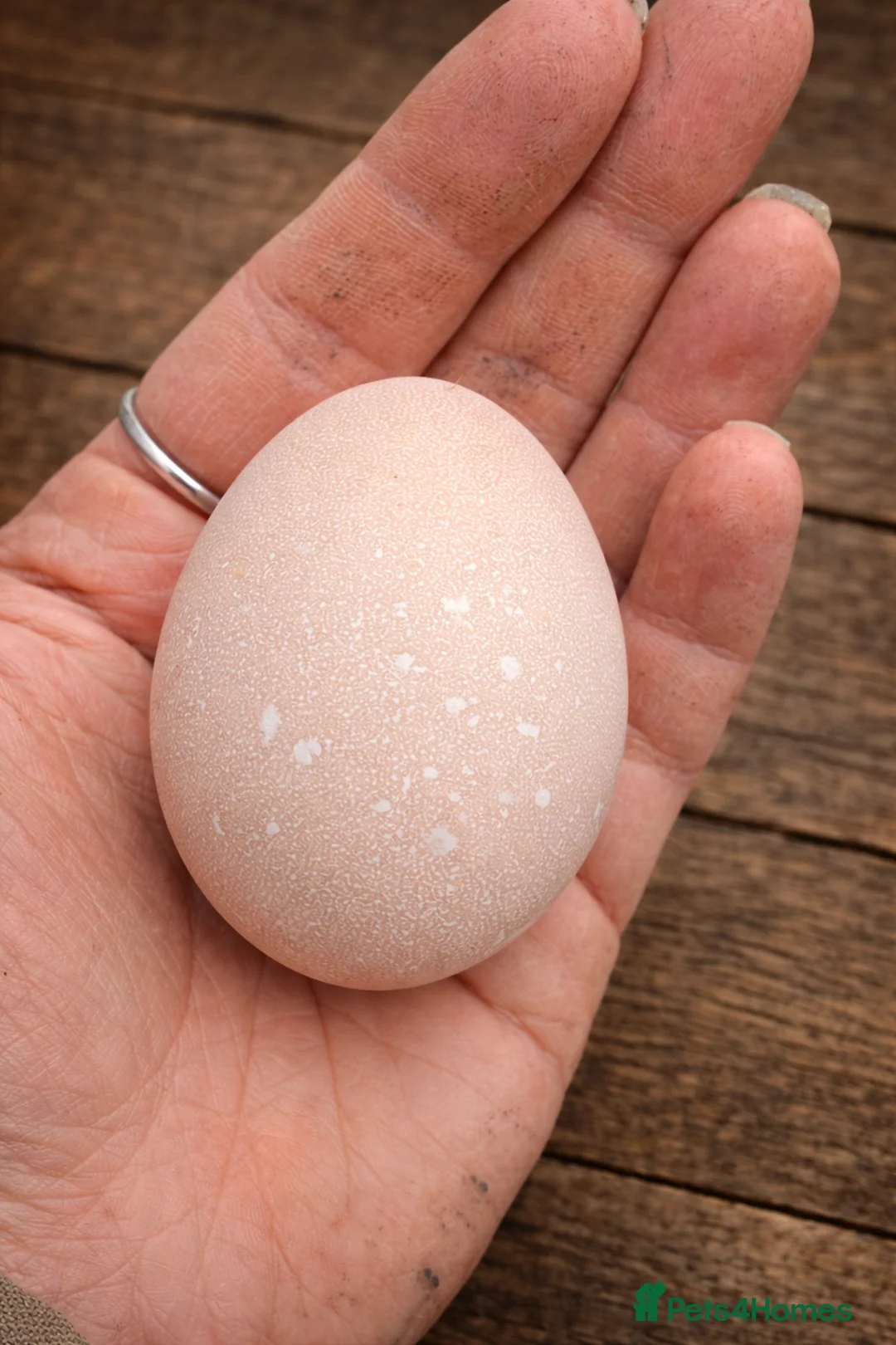 Chickens poultry for sale: 6x mixed breed fertile hatching eggs  in Ripley - Advert 3