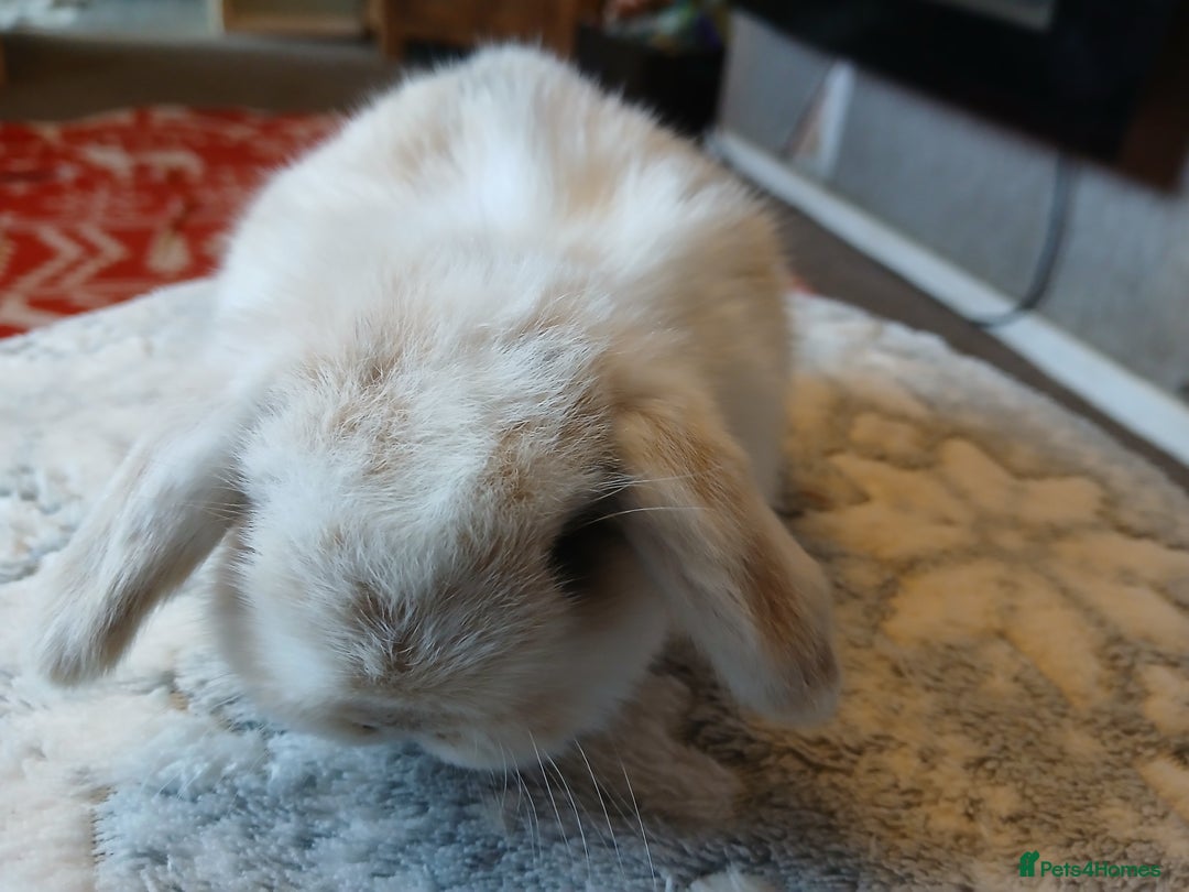 Mini Lop rabbits for sale: Stunning pure bred mini lops RTR - Advert 10