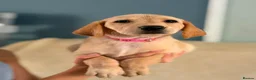 Labrador Retriever dogs for sale: 6 beautiful lab girls (one girl left!) - Advert 5