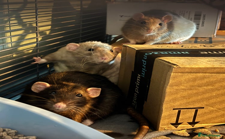 Rat rodents - Advert 1