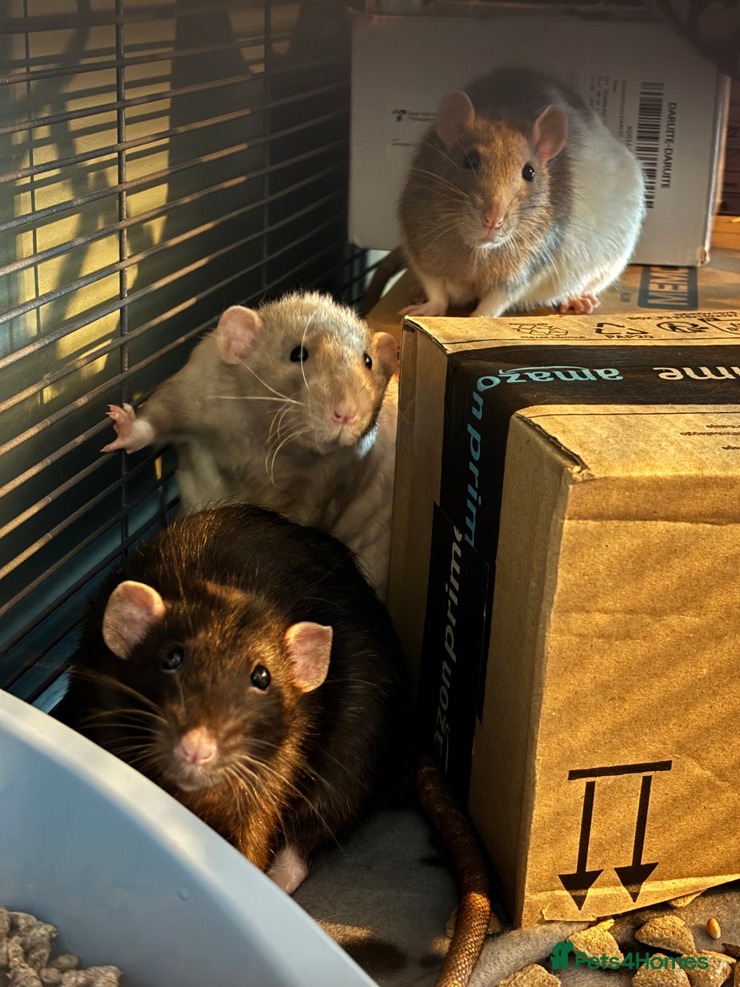 Rat rodents for sale: Free to a good home! - Image 1