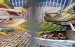 Parrots birds for sale: Available BIRDS/PARAKEETS/PARROTS  - Image 4