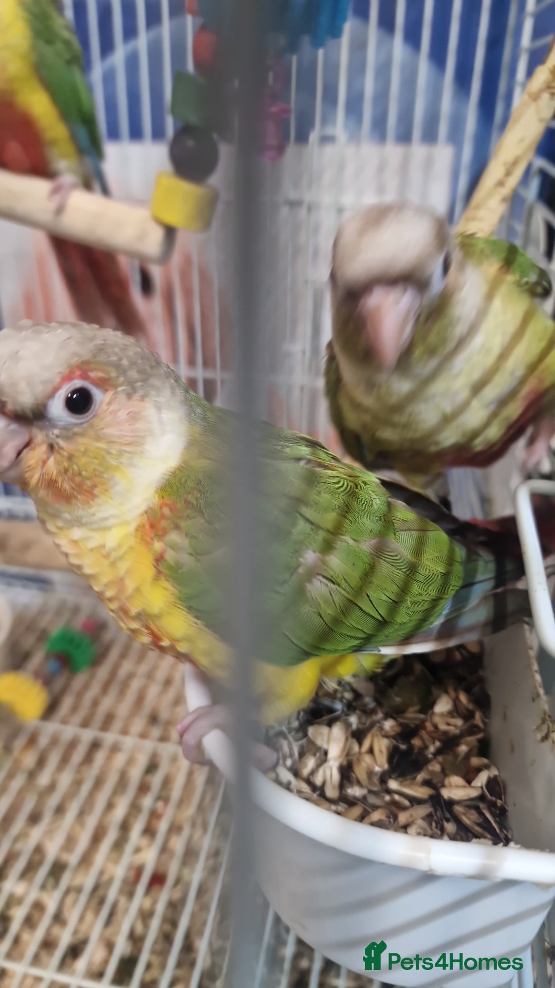 Parrots birds for sale: Available BIRDS/PARAKEETS/PARROTS  - Image 4