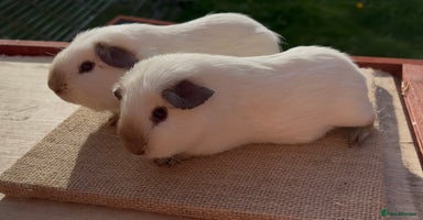 Guinea Pig rodents - Advert 9