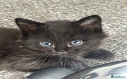 Mixed Breed cats for sale: 4 adorable male Siberian mix kittens 🐾 - Image 6