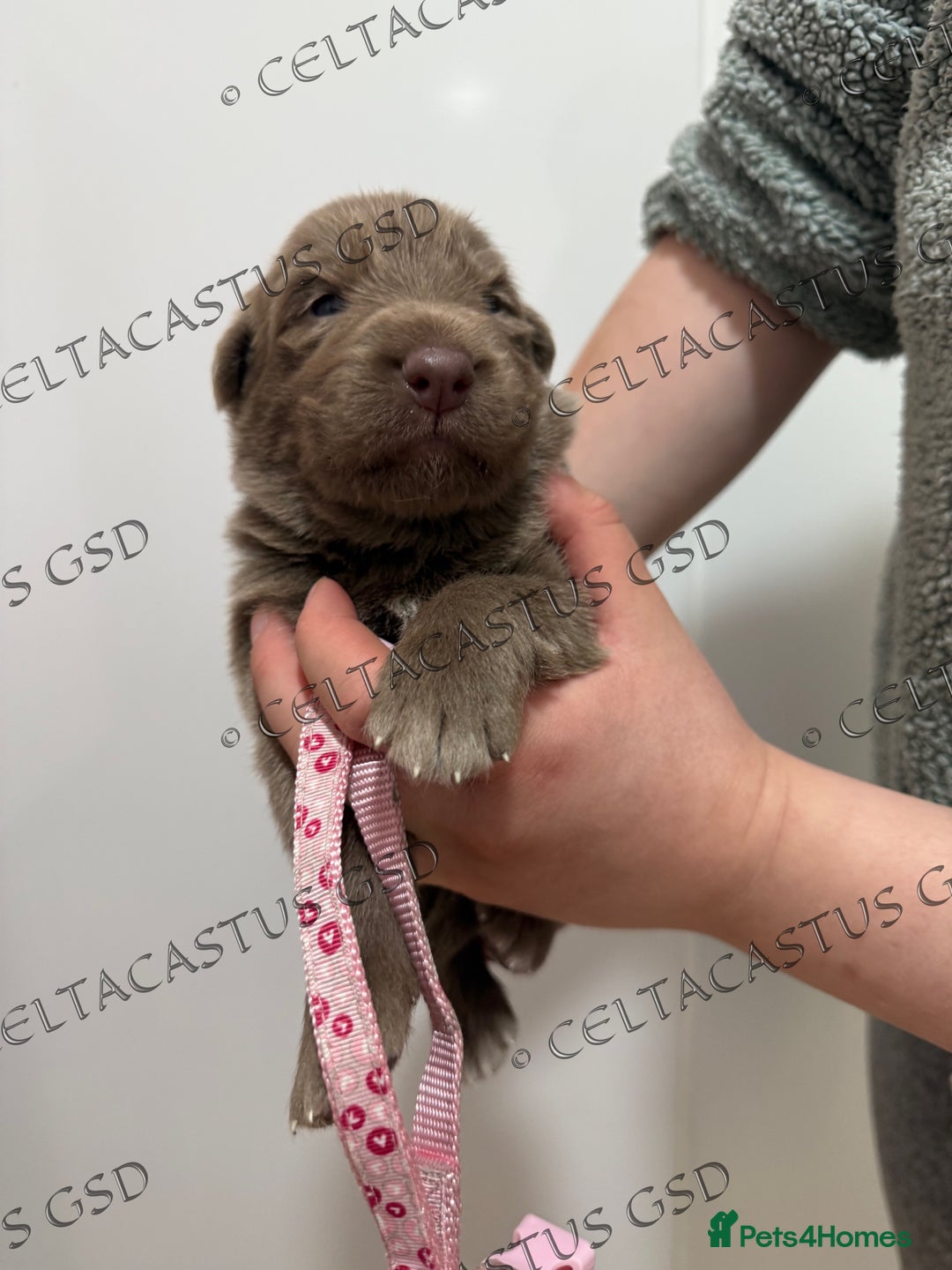 German Shepherd dogs for sale: Kcreg Isabella German shepherd pups  - Image 6