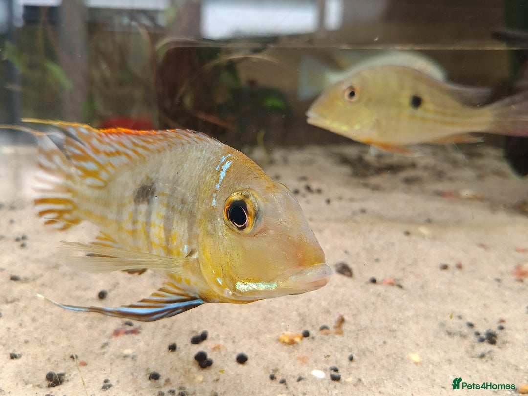 Cichlids fish for sale: Geophagus  & ALBINO HECKELII + MORE - Image 7