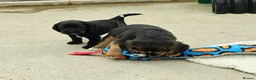 Bocker dogs for sale: Beautiful Bocker Pups - Ready 14.09.26 in Thirsk - Advert 21