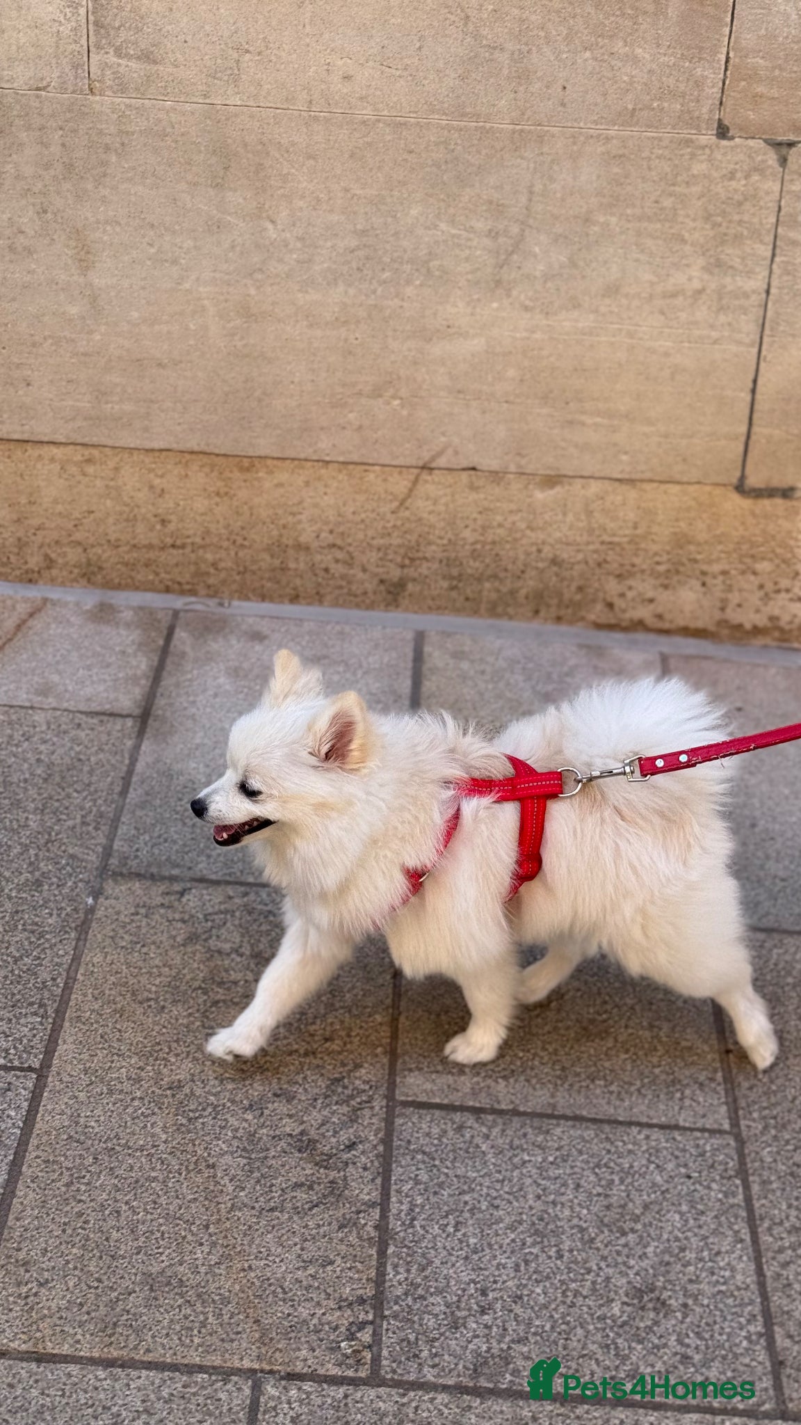 Pomeranian dogs White female pomeranian  - Advert 1
