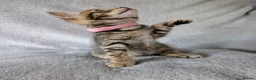 Mixed Breed cats for sale: Beautiful half Bengal kittens - Advert 27
