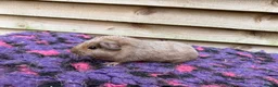 Guinea Pig rodents for sale: Female guinea pigs forsale  - Advert 2