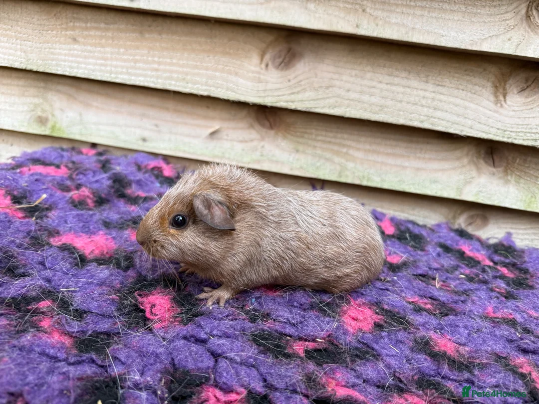 Guinea Pig rodents for sale: Female guinea pigs forsale  - Advert 2
