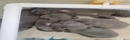 Weimaraner dogs for sale: Kc blue weimaraner puppies  - Advert 10