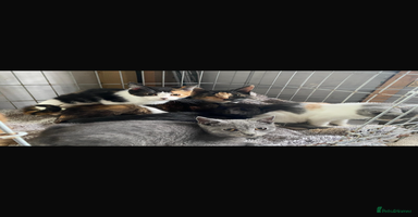 Mixed Breed cats - Advert 13