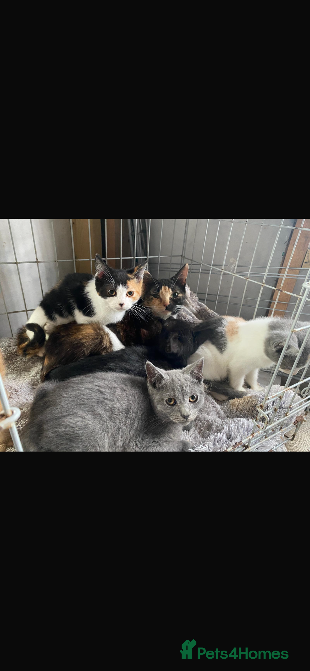 Mixed Breed cats for sale: Ragdoll cross kittens  - Image 3