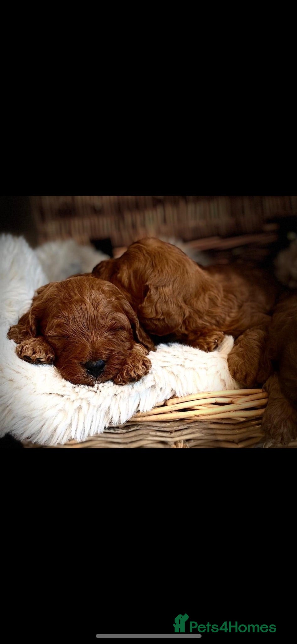 Cavapoo dogs F1B cavapoo litter  - Advert 1