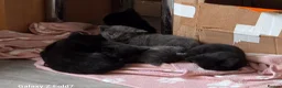Mixed Breed cats for sale: 6 kittens for sale in Stourbridge - Advert 15