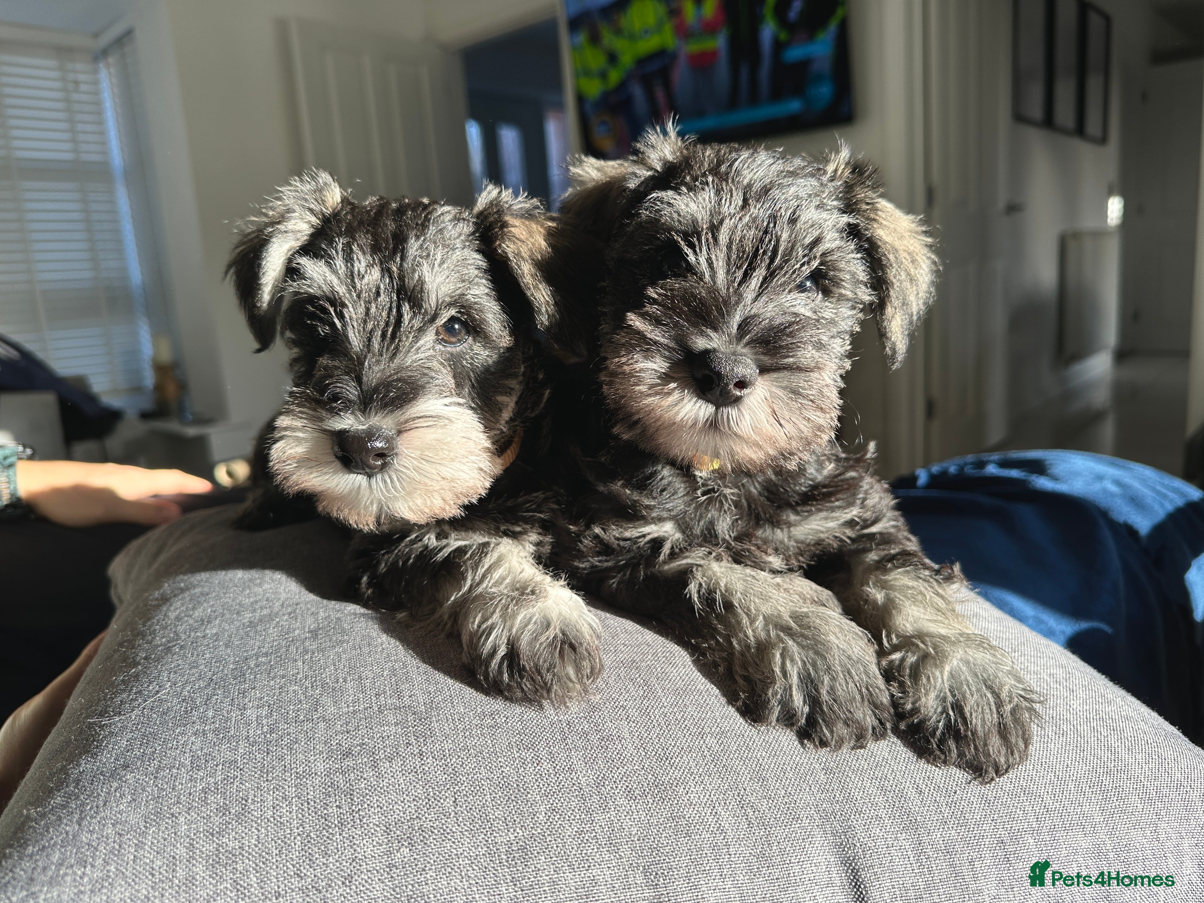 Miniature Schnauzer dogs READY TO GO Miniature Schnauzer puppies  - Advert 4