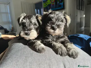 Miniature Schnauzer dogs READY TO GO Miniature Schnauzer puppies - Advert 4