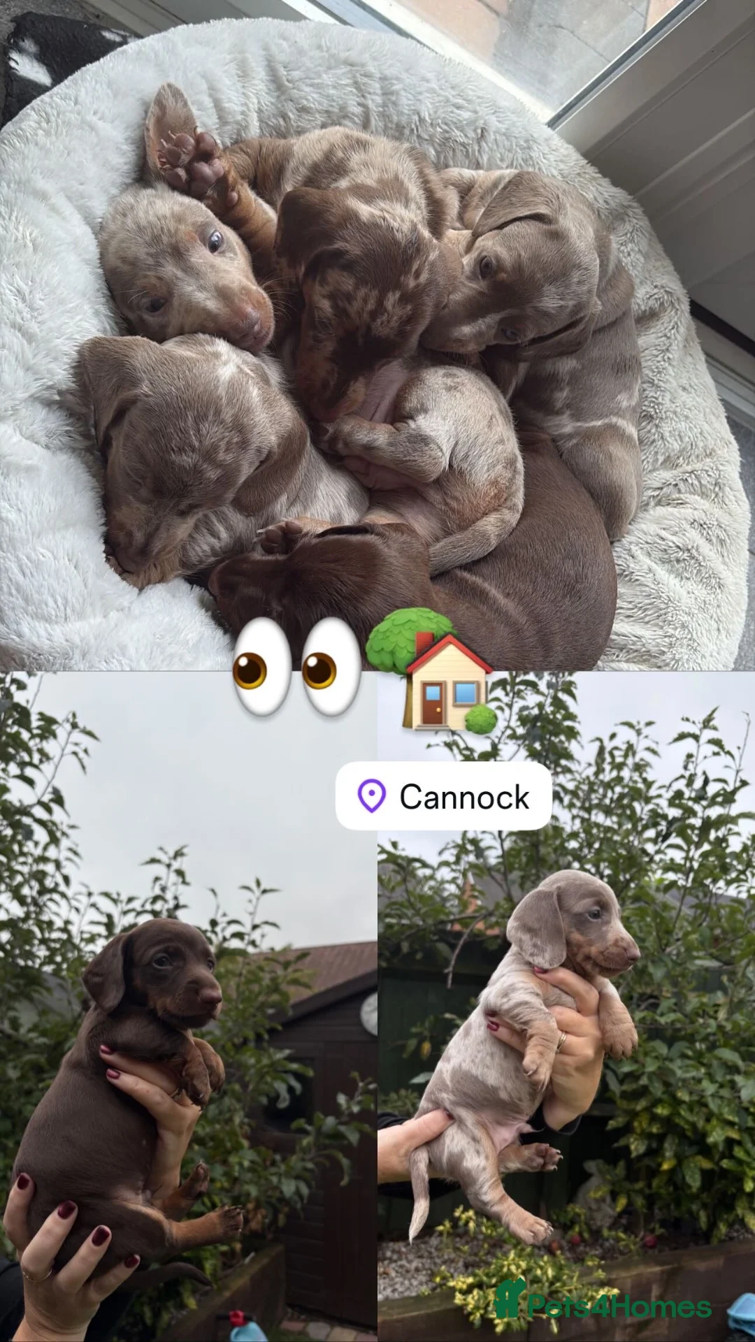 Miniature Dachshund dogs for sale: 2 Male Miniature Dachshunds Left 💙 - Advert 1