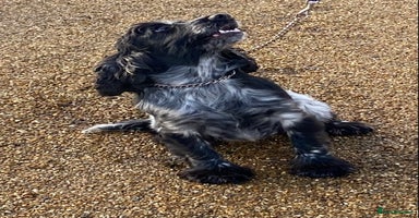 Cocker Spaniel dogs - Advert 9