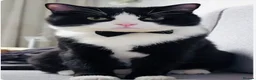 Mixed Breed cats for sale: Ginger Calico Tuxedo Kittens London-Richmond Sale - Advert 16