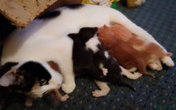 Mixed Breed cats for sale: Beautiful Picasso Ragdoll x kittens - Image 3