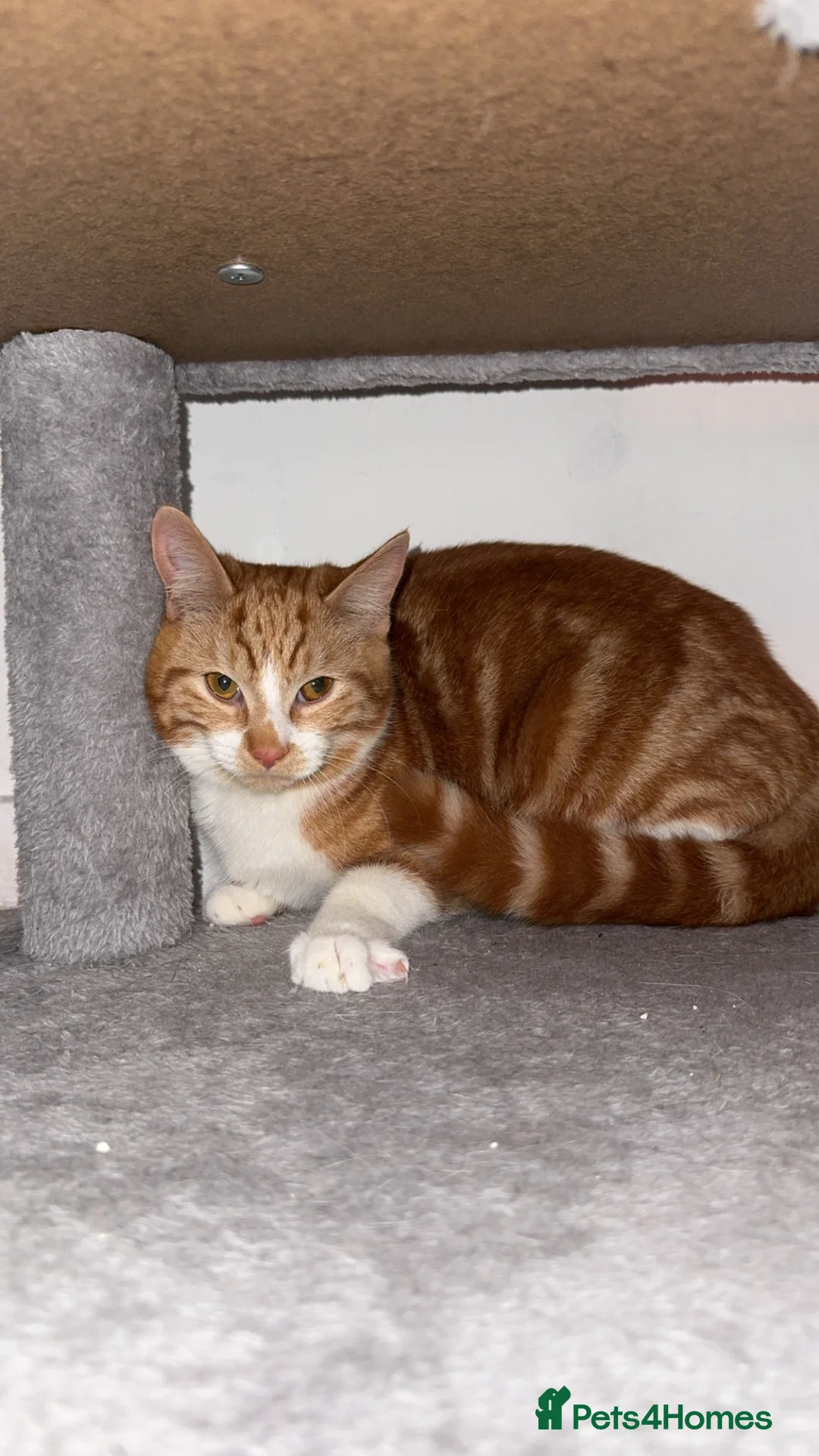 Mixed Breed cats for sale: 2x ginger kittens for sale - Advert 18